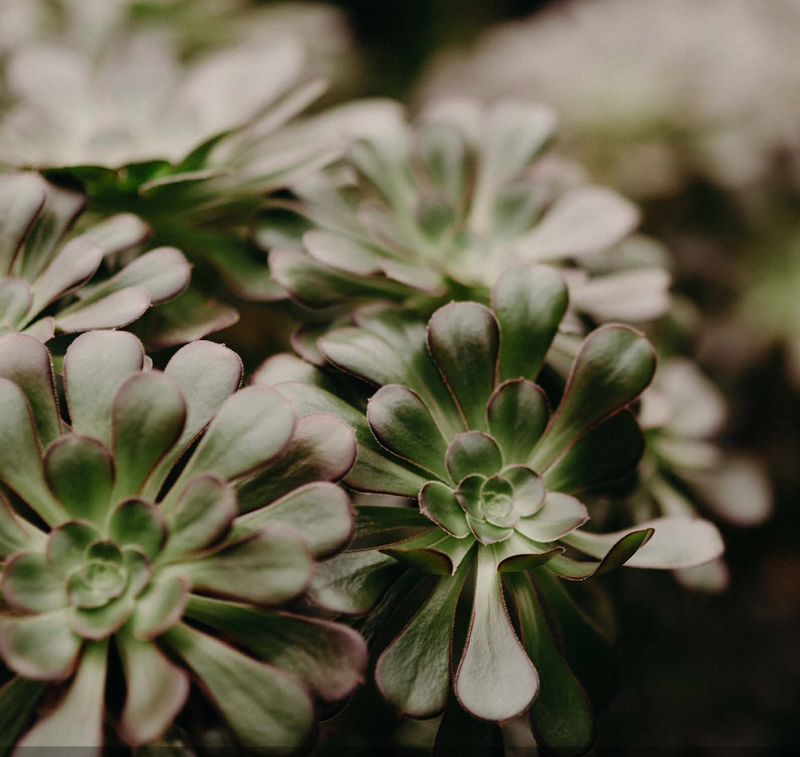 A green plant from Down to Earth Nursery
