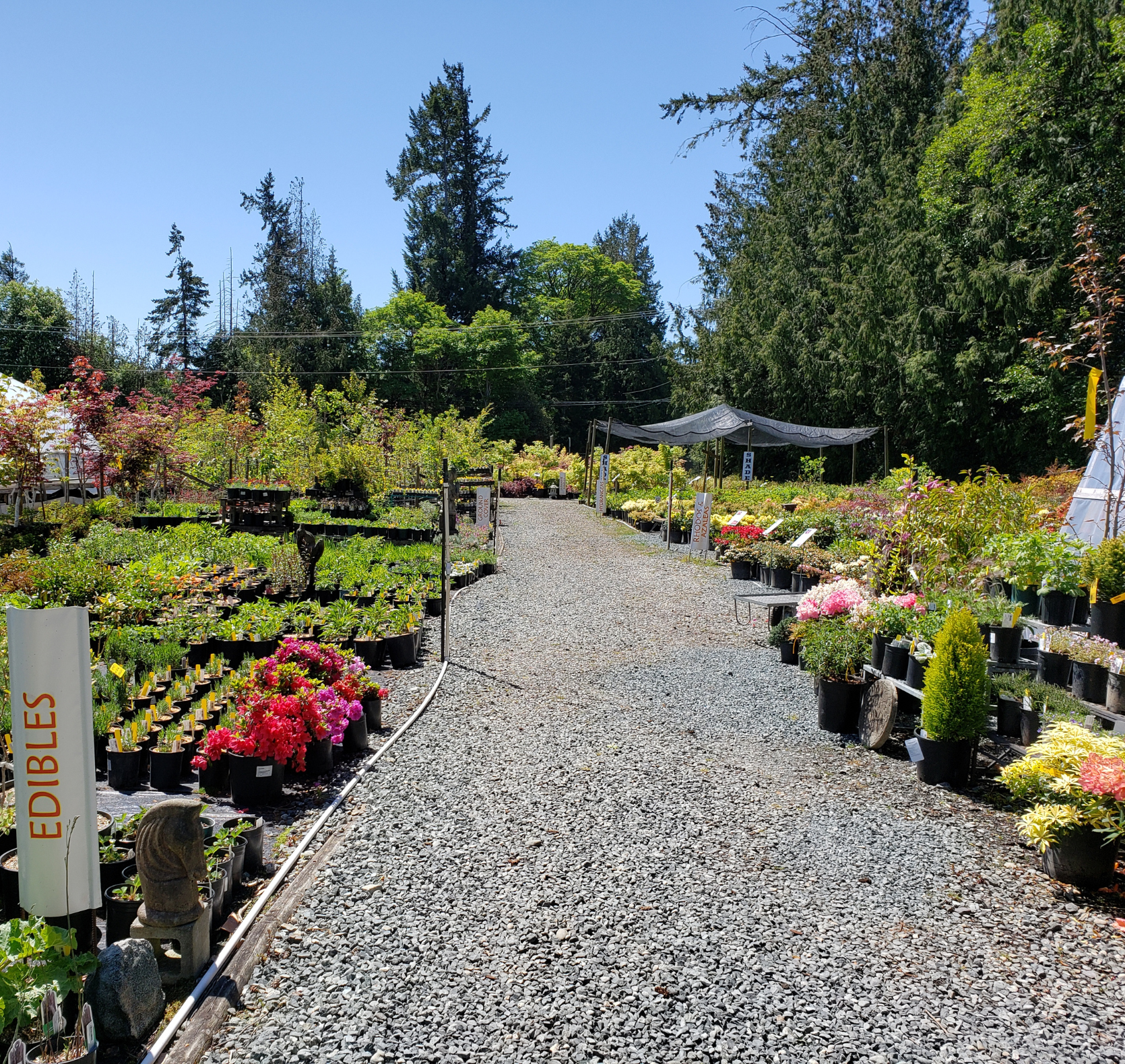 The walkway around Down to Earth Nursery in the summer with colourful plants
