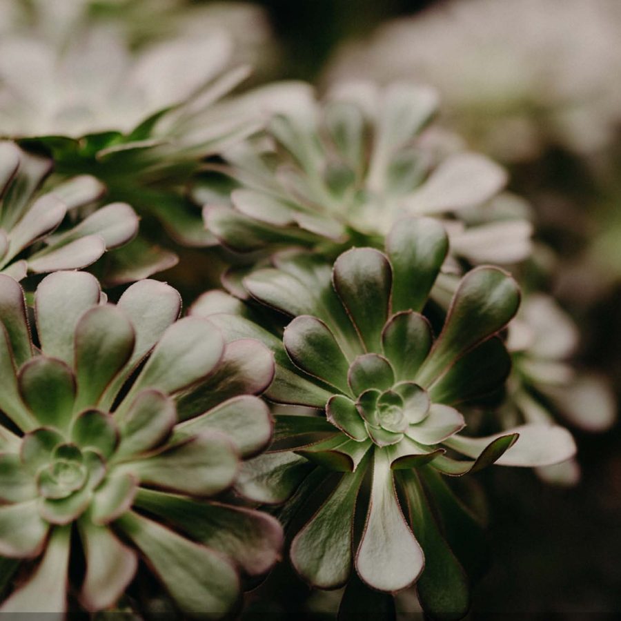 A green plant from Down to Earth Nursery