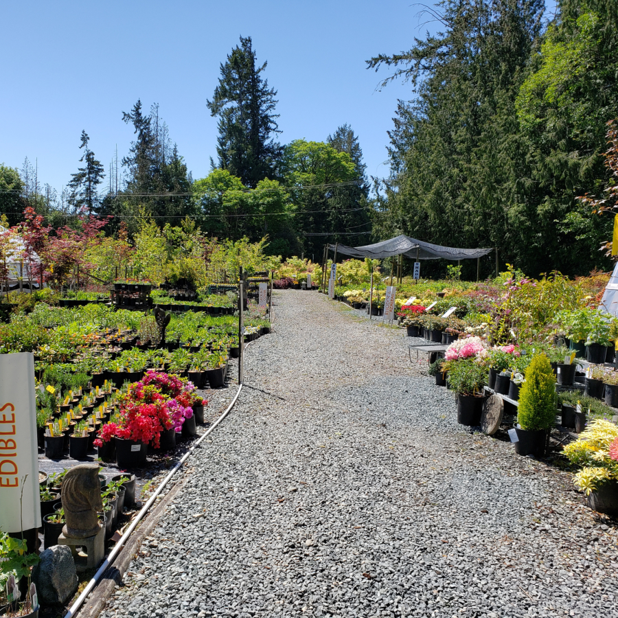 The walkway around Down to Earth Nursery in the summer with colourful plants