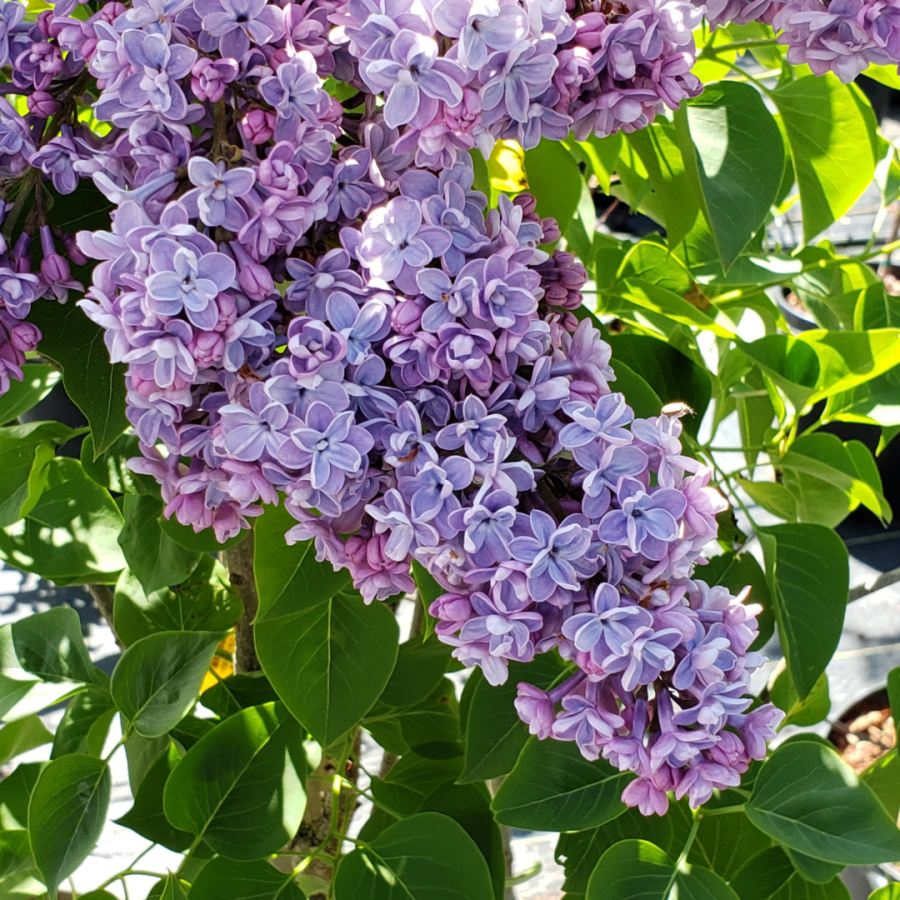 A bright purple flowering plant from Down to Earth Nursery