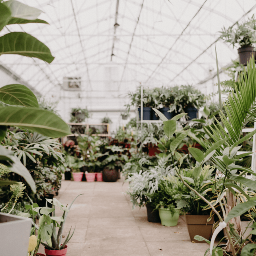 Inside Down to Earth Nursery in the summer with colourful plants